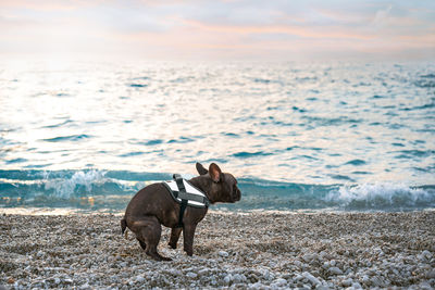 French bulldog dog pooping on the beach