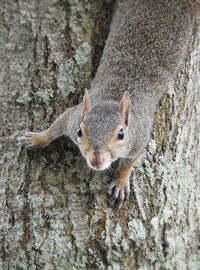 Close-up of squirrel on tree trunk