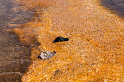 High angle view of crab on rock