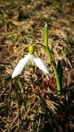 Close-up of white flower on field