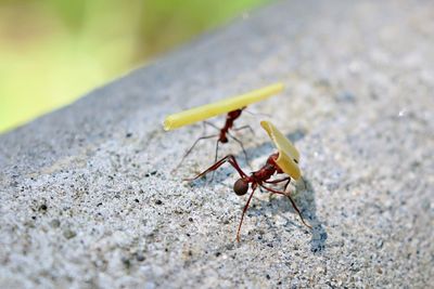 Close-up of insect on rock