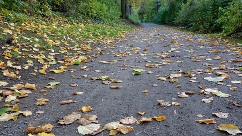 Autumn leaves on road