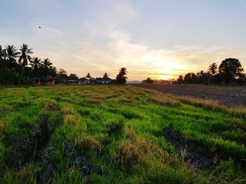 Scenic view of agricultural field against sky during sunset