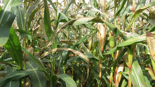 Close-up of bamboo plants