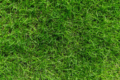 Full frame shot of grass on field