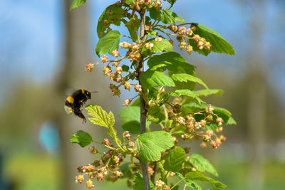 Close-up of bee on flower