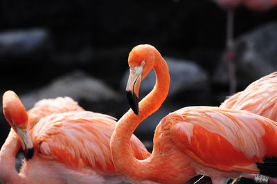 Close-up of flamingo