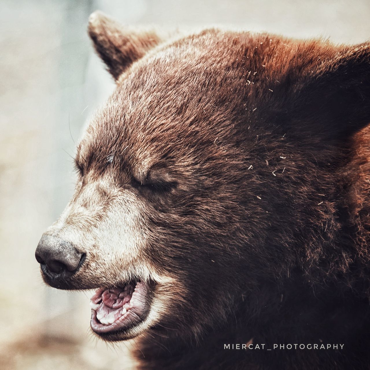 animal, animal themes, mammal, one animal, brown bear, animal wildlife, wildlife, bear, grizzly bear, animal body part, no people, close-up, animal head, mouth open, outdoors, nature, nose, focus on foreground, snout, brown