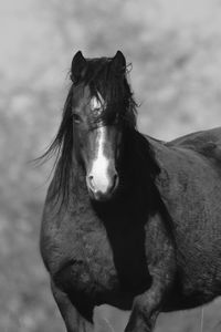 Close-up of horse standing outdoors