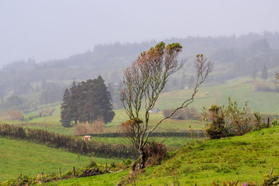 Trees on field against sky