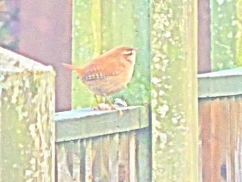 Close-up of bird perching outdoors