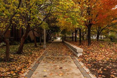 Footpath amidst trees in park during autumn