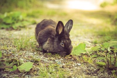 Close-up of rabbit on field