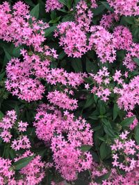 High angle view of pink flowering plants