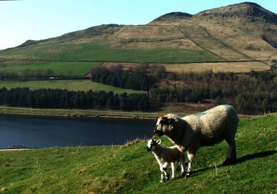 Sheep with lamb standing on grassy hill