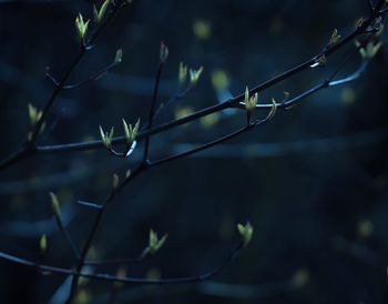 Close-up of plant against blurred background