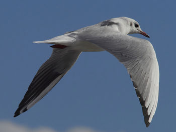 Low angle view of seagull flying