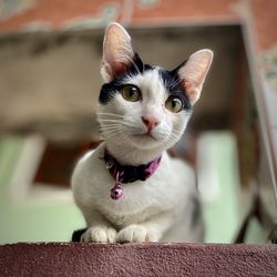 Close-up portrait of a cat