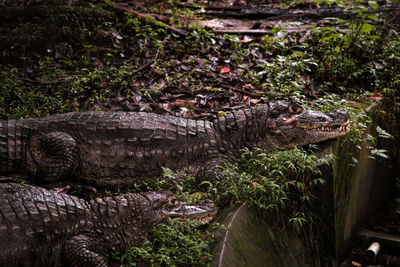 Close-up of crocodile