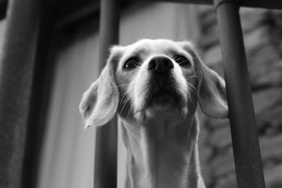 Close-up portrait of dog