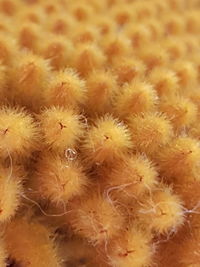 Full frame shot of yellow flowers