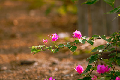 Close-up of pink flowering plant