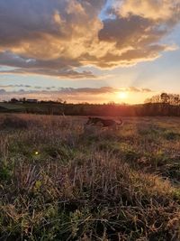 Scenic view of field against sky during sunset