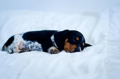 Dog relaxing on bed