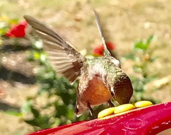 Close-up of bird perching on leaf