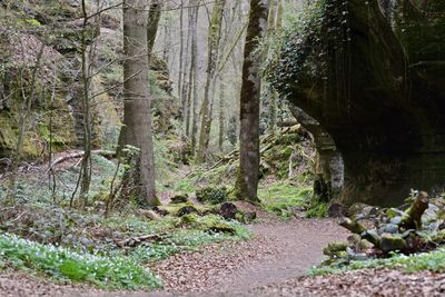 Trees in park