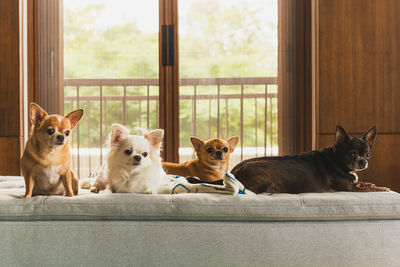 Portrait of dog sitting on sofa at home