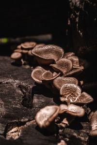 Close-up of mushrooms on wood