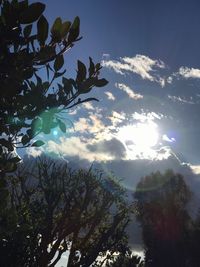 Low angle view of trees against sky during sunset