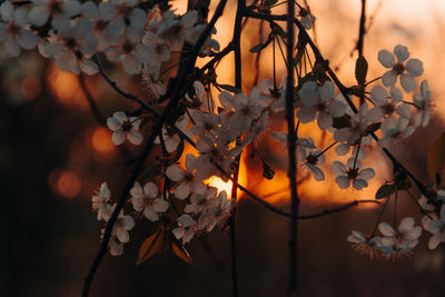 Close-up of autumnal leaves on plant during sunset