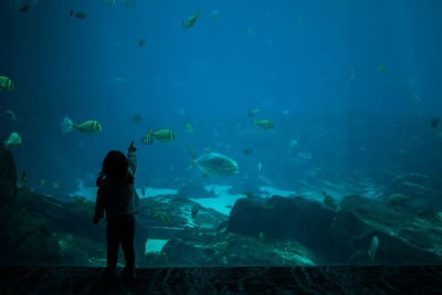 Rear view of woman swimming in aquarium