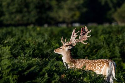 Deer on grass