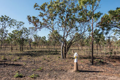 Termite mound wearing veil against trees on field