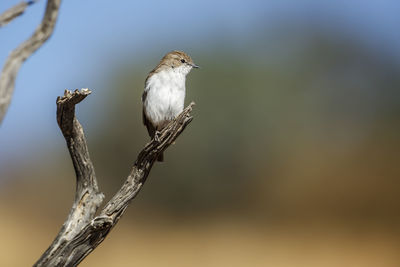 Close-up of bird perching on branch