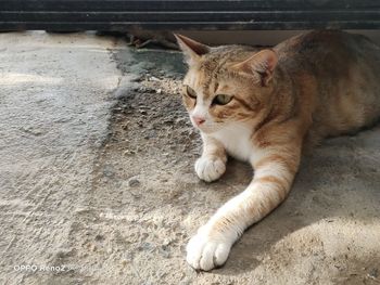 High angle view of cat resting