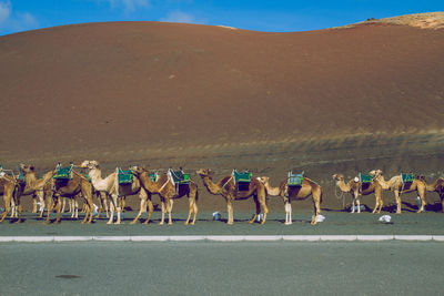 Camels on road against sand dune