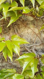 High angle view of insect on plant