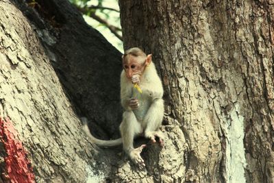 Monkey feeding on tree trunk