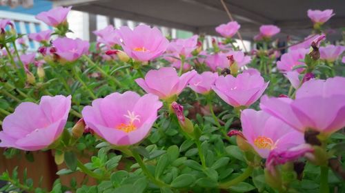 Close-up of pink flowers blooming outdoors