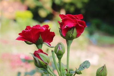 Close-up of red rose plant