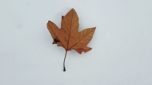 Close-up of leaves over white background