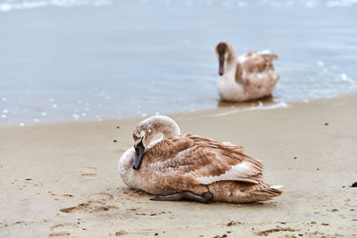 Young brown colored white swan sitting on sand by blue waters of baltic sea. swan chick. cygnus olor