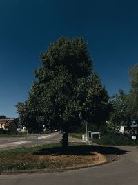 Trees on field against clear blue sky