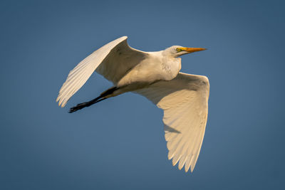 Bird flying against clear sky