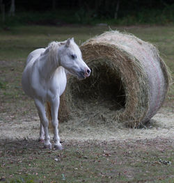 Foal by hay bale on field