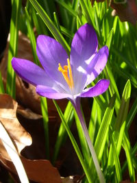 Close-up of purple flower blooming outdoors